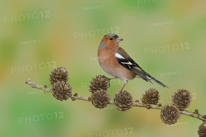 Common chaffinch