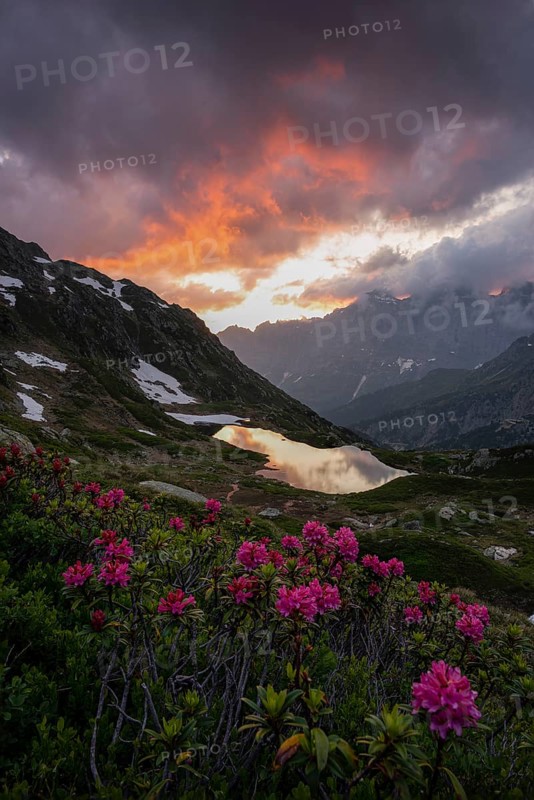 Rusty-leaved alpenrose