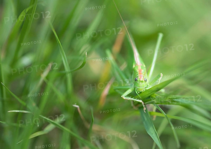 Great green bush cricket