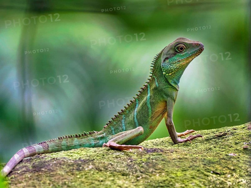 Green water dragon