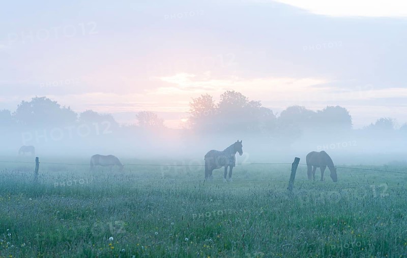 Horses in a meadow