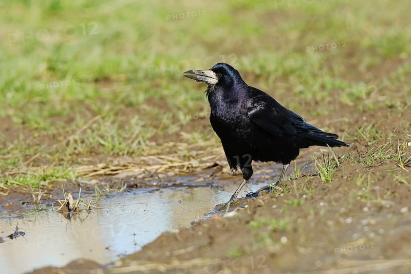 Rook