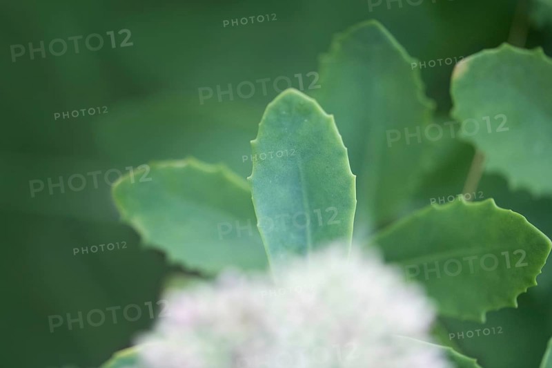 Showy stonecrop