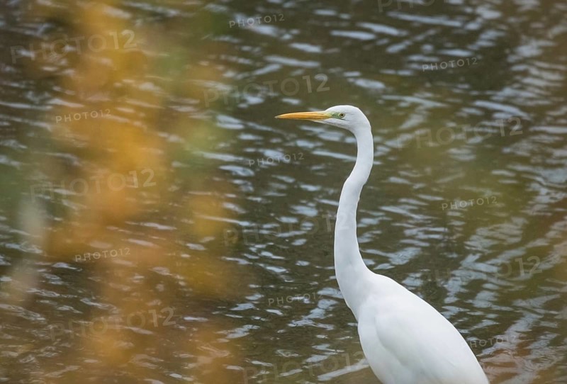 Great egret