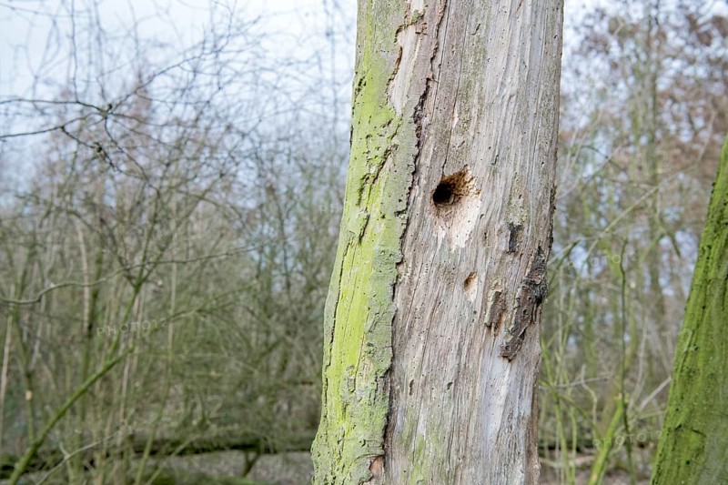 Standing deadwood