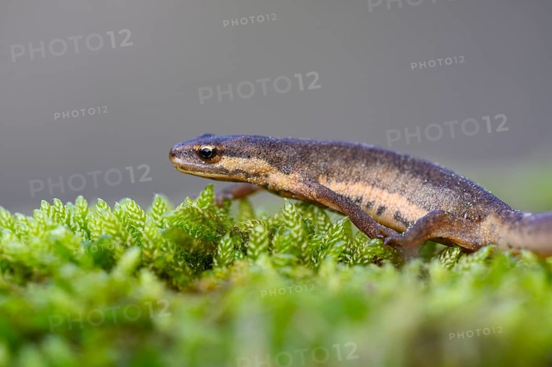 Common newt
