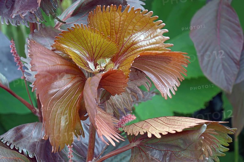 Jakobs Fell