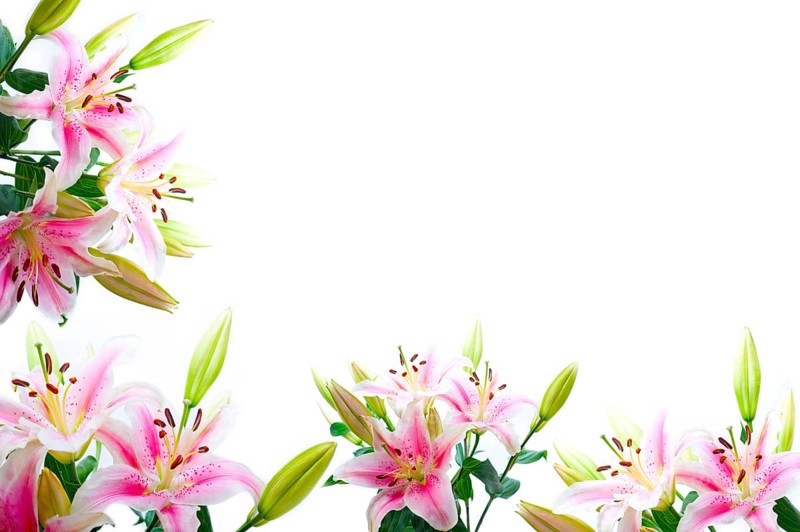 Lily flowers composition frame over white copyspace