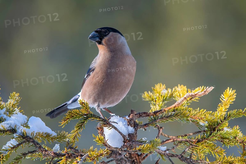 Bullfinch or eurasian bullfinch