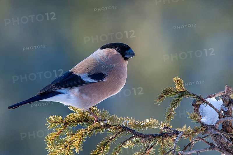 Bullfinch or eurasian bullfinch