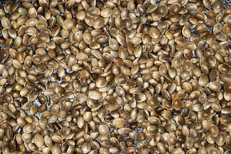 Hemp