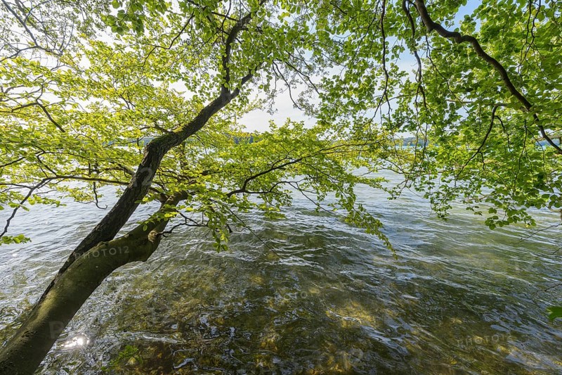Lakeside in summer