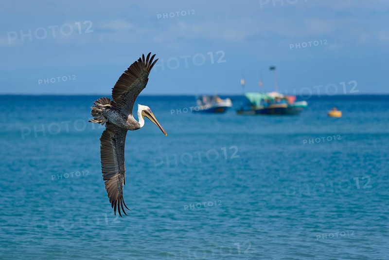 Brown pelican