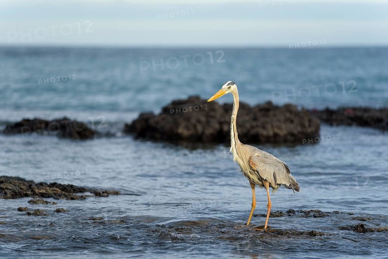 Great blue heron