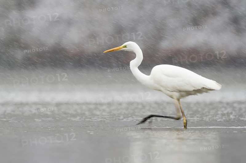 Hunting great egret