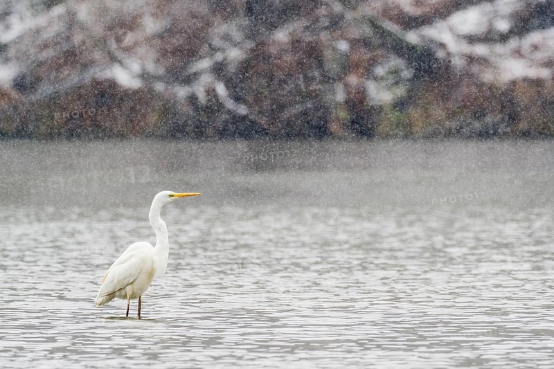 Great egret