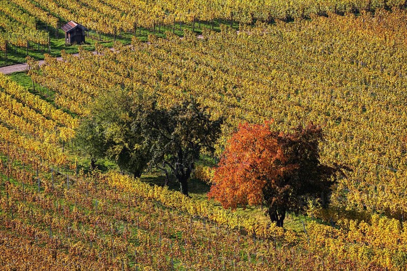 Vineyard
