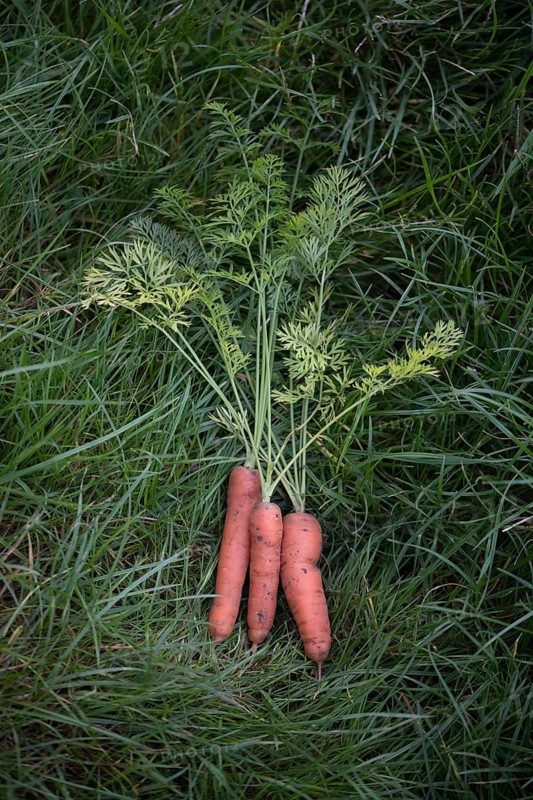 Carrot