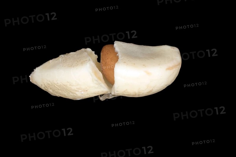 Segment with a core of a salak pit
