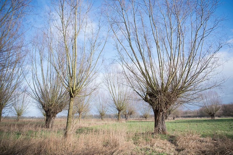 Willows