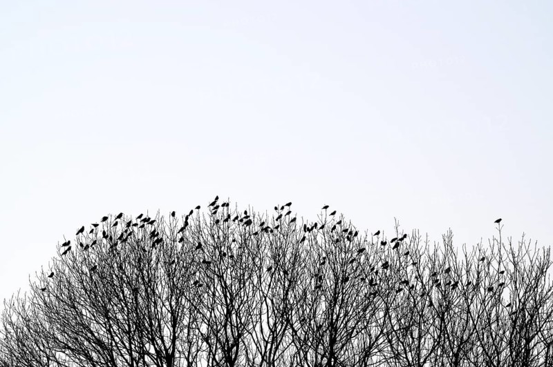 Carrion crow
