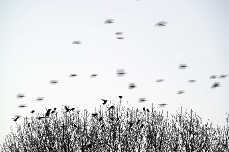 Carrion crow