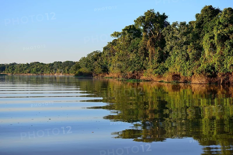 Jungle on the banks of the Rio Sao Lourenco