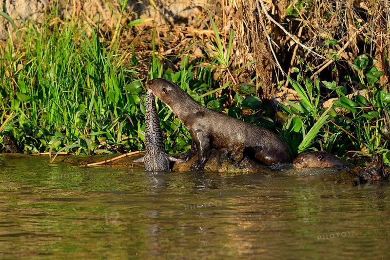 Giant otter
