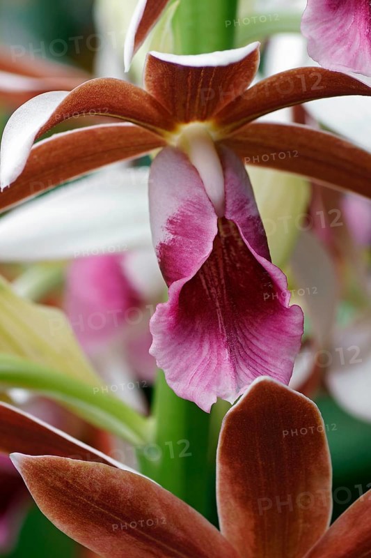 Greater Swamp-orchid
