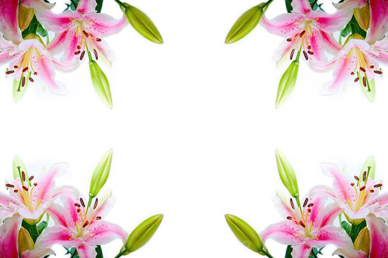 Lily flowers corner frame over white background copyspace