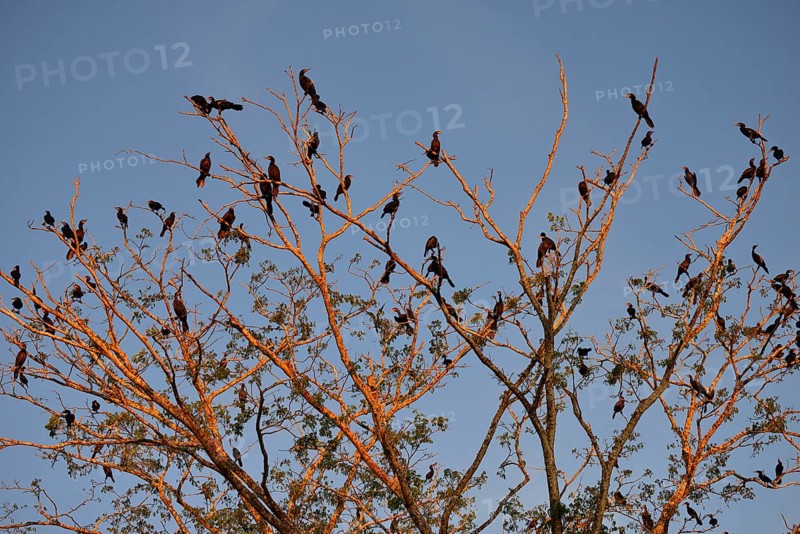 Olivaceous cormorants