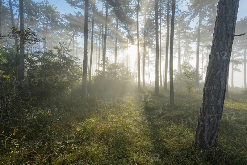 Forest in the morning with fog and sun