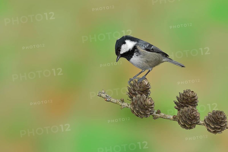 Coal tit