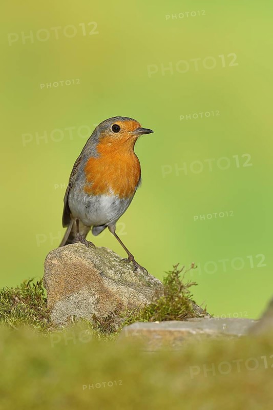 European robin