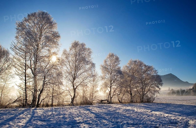 Sunbeams shining through a snow-covered group of warty birch