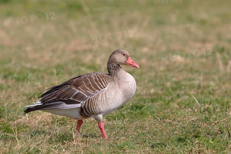 Greylag goose