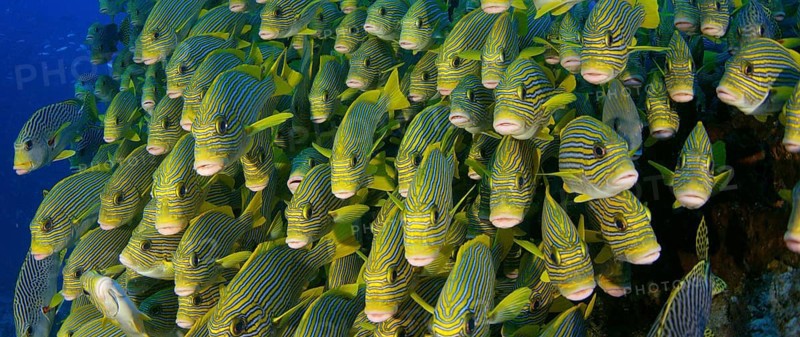 Very big school of Ribboned sweetlips