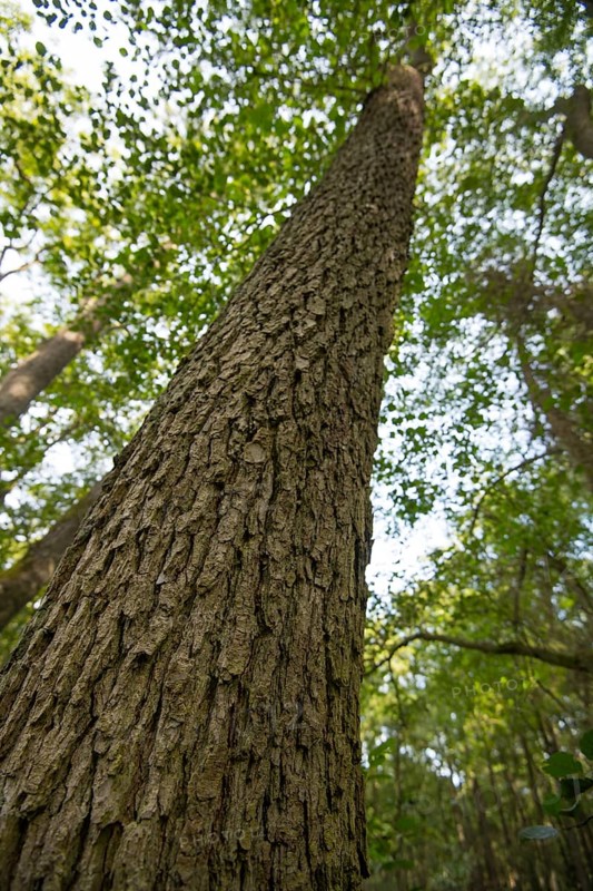 Black alder