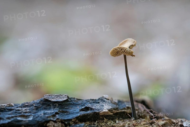 Marasmius alliaceus