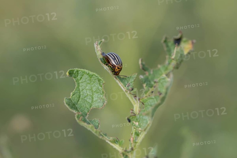 Colorado potato beetle