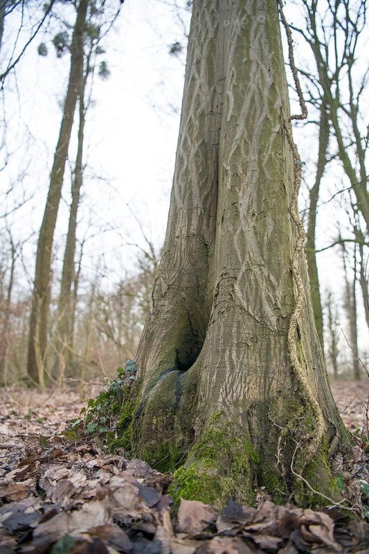 Water pot in old tree
