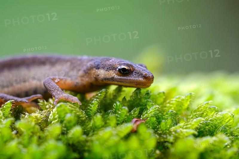 Common newt