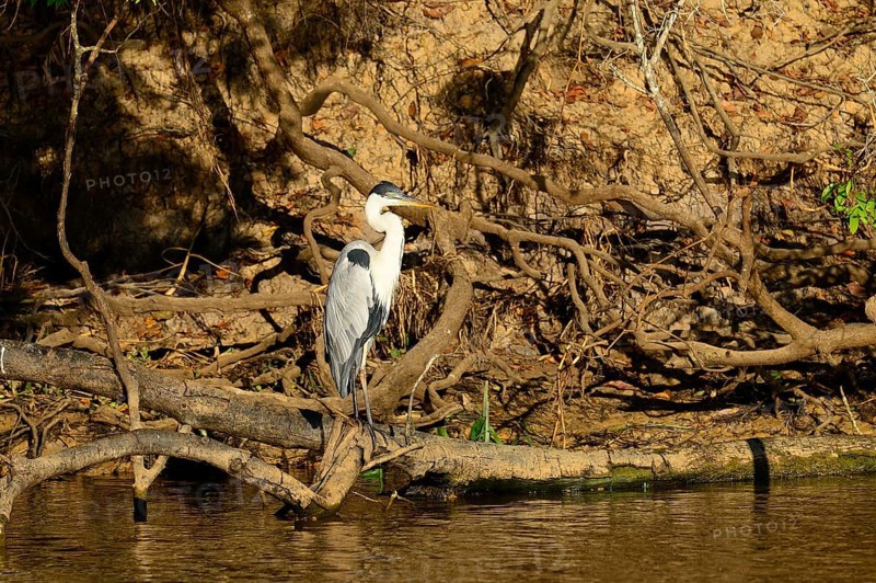 Cocoi heron