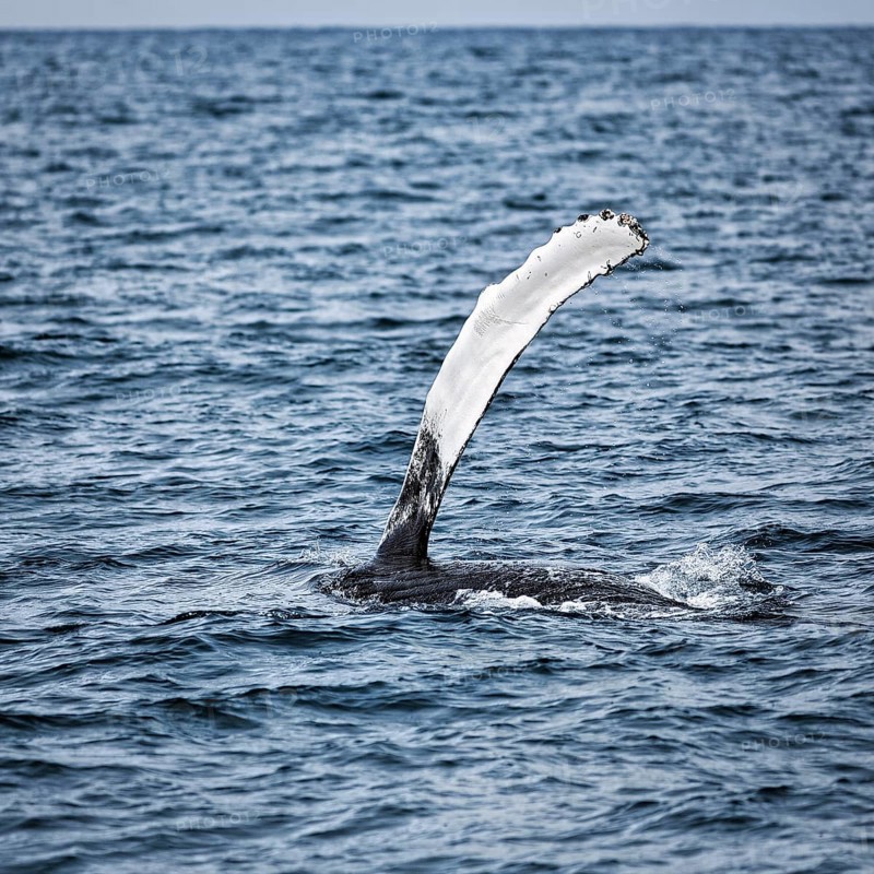 Pectoral fin of humpback whale