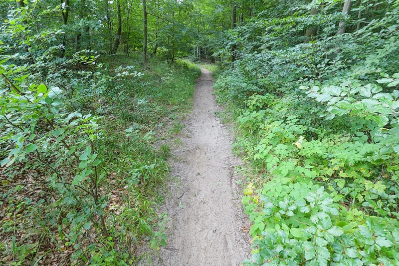 Forest path