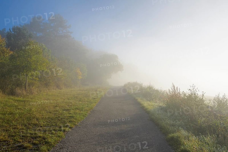 Path on the edge of the forest with fog in autumn