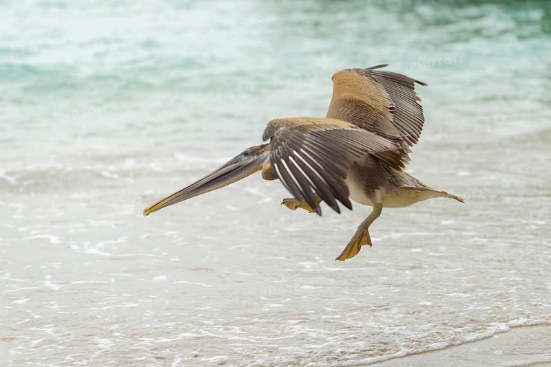 Brown pelican