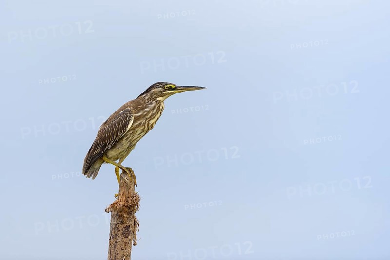 Striated heron