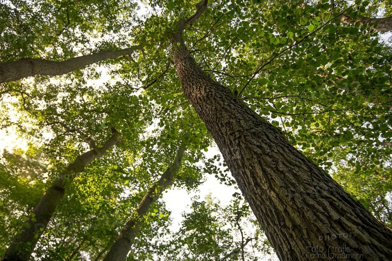 Black alder