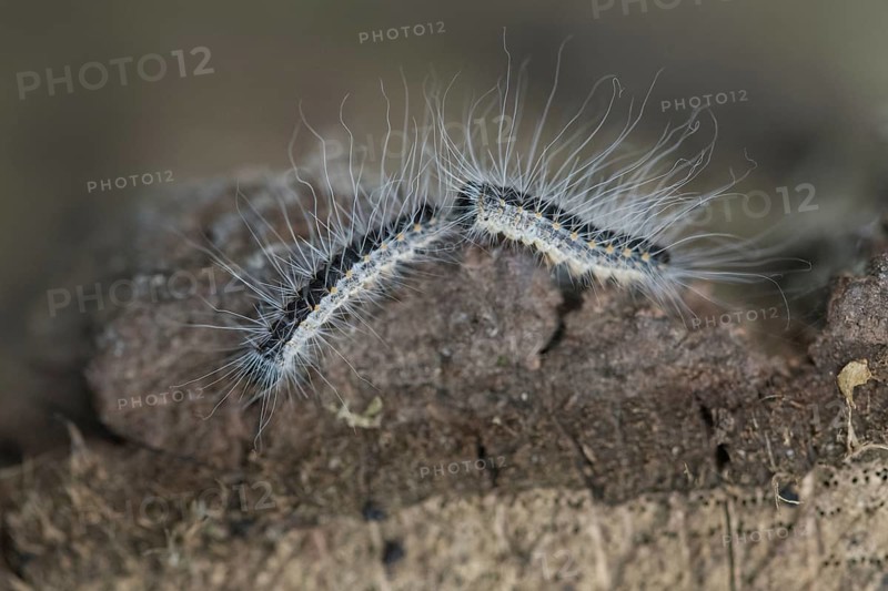 Oak processionary moth